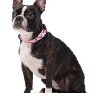 COLLAR AJUSTABLE MYLU DISNEY MINNI MOUSE L TOTTO PDCLAJ1019-231 91C MINNIE PETS